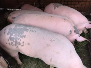 Vând porci grasi - imagine 2 Vând porci grasi - imagine 2