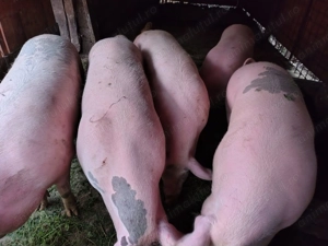 Vând porci grasi - imagine 4 Vând porci grasi - imagine 4