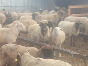 Vand 80  oi,  de carne, rasa  merinos, reforma - imagine 2