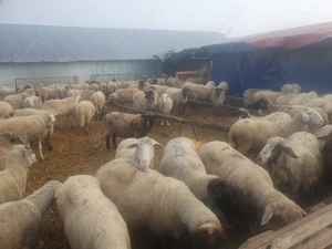 Vand 80 de oi de carne merinos, reforma