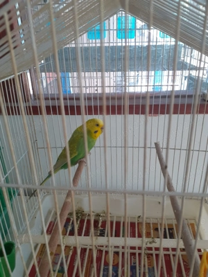 Nimfa și peruș  - imagine 2