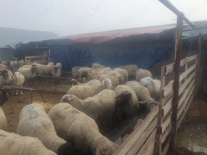 Vand 80  oi,  de carne, rasa  merinos, reforma - imagine 5