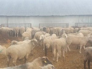 Vand 80  oi,  de carne, rasa  merinos, reforma - imagine 6