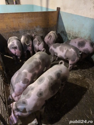 Porci de carne la 60-80kg - imagine 3