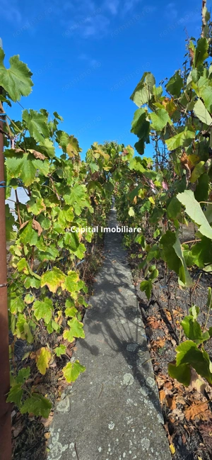 Casă cu teren 797 mp | Zona Mehala | Locație excelentă și liniștită - imagine 2