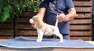 Pui beagle Bicolori din părinți cu pedigree