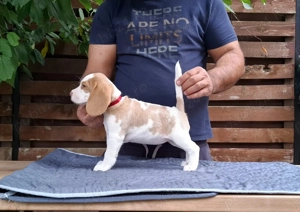 Pui beagle Bicolori din părinți cu pedigree  - imagine 14