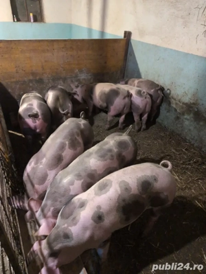 Porci de carne la 60-80kg - imagine 4