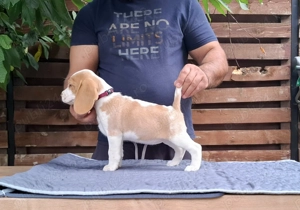 Pui beagle Bicolori din părinți cu pedigree  - imagine 13