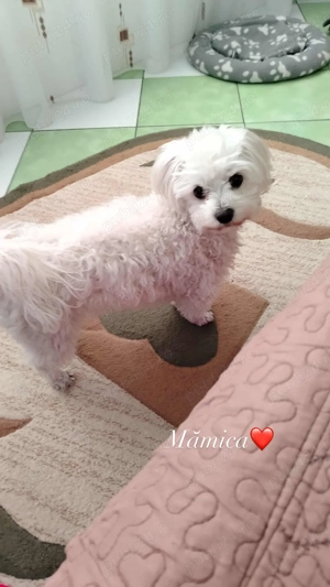 Bichon frise 8 saptamani, fetite - imagine 4