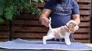 Pui beagle Bicolori din părinți cu pedigree  - imagine 15