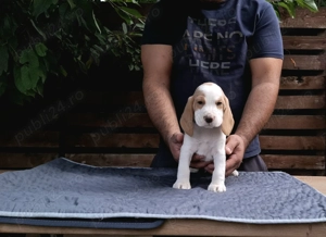 Pui beagle Bicolori din părinți cu pedigree  - imagine 10