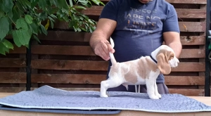 Pui beagle Bicolori din părinți cu pedigree  - imagine 8