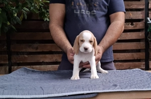 Pui beagle Bicolori din părinți cu pedigree  - imagine 9