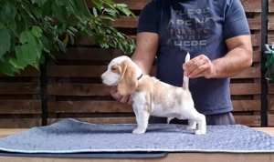 Pui beagle Bicolori din părinți cu pedigree  - imagine 11