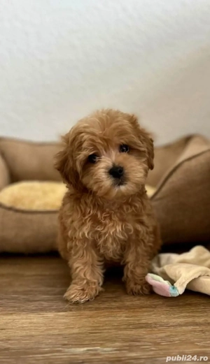 maltipoo fetita si baiat