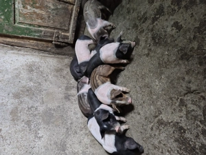 Vând purcei detalii la Nr  