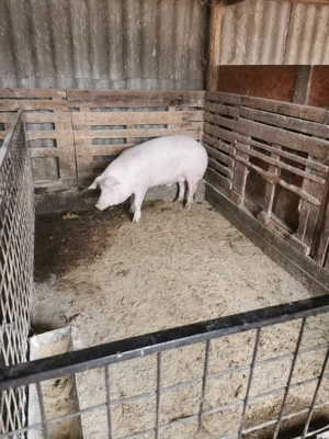 Porci de casa de vânzare. 