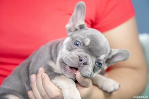 Bulldog Francez - Lilac&Tan - Transport in tara - buldog francez