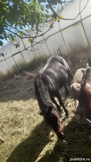 De vânzare  - imagine 2