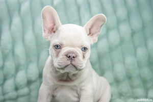 Bulldog Francez - Lilac platinum - Transport in tara - buldog francez 