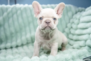 Bulldog Francez - Lilac platinum - Transport in tara - buldog francez  - imagine 3