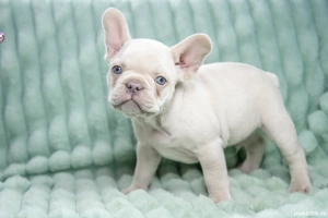 Bulldog Francez - Lilac platinum - Transport in tara - buldog francez  - imagine 2