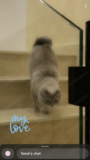 Pisica Scottish Fold cu Pedigree - imagine 4