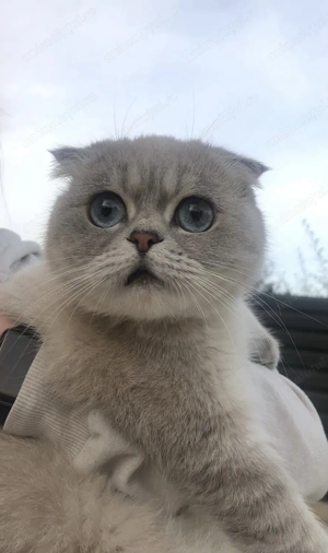 Pisica Scottish Fold cu Pedigree