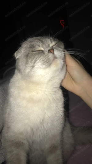 Pisica Scottish Fold cu Pedigree - imagine 3