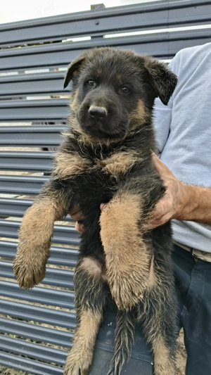 Pui ciobanesc german