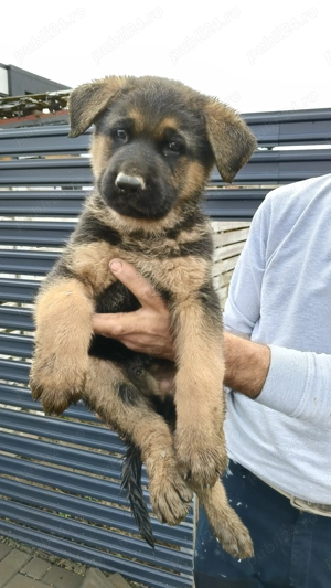 Pui ciobanesc german - imagine 2