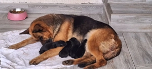 Pui ciobanesc german - imagine 3