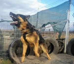 Pui ciobanesc german - imagine 4