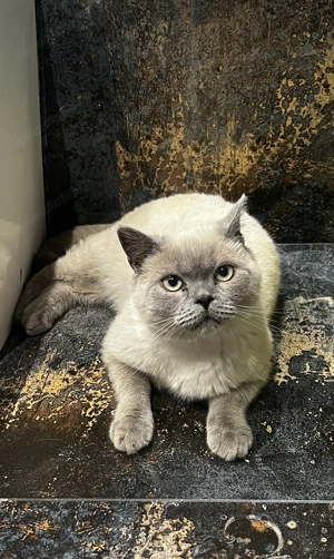 Motan British Shorthair
