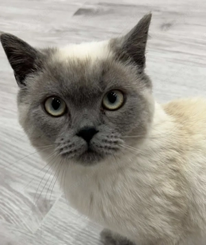 Motan British Shorthair - imagine 3