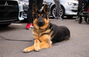 Pui ciobanesc german - imagine 5