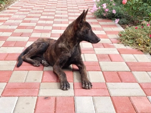 Pui Ciobanesc Olandez 