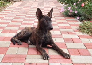 Pui Ciobanesc Olandez  - imagine 2 Pui Ciobanesc Olandez  - imagine 2