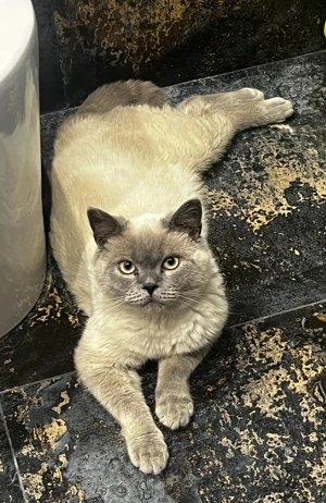 Motan British Shorthair - imagine 6