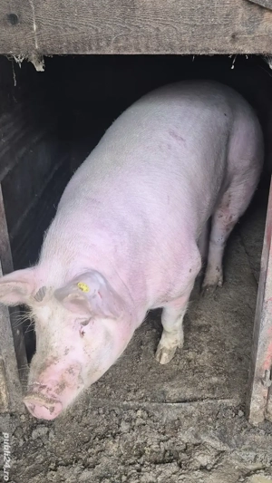 Vand porci pentru tăiat