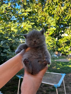 Pui de brithis shorthair lilac și blue - imagine 2