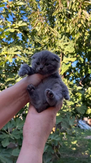 Pui de brithis shorthair lilac și blue