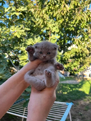 Pui de brithis shorthair lilac și blue - imagine 5