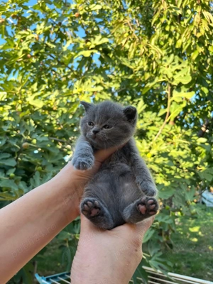 Pui de brithis shorthair lilac și blue - imagine 6