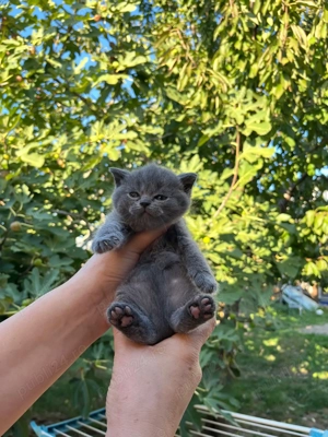 Pui de brithis shorthair lilac și blue - imagine 4