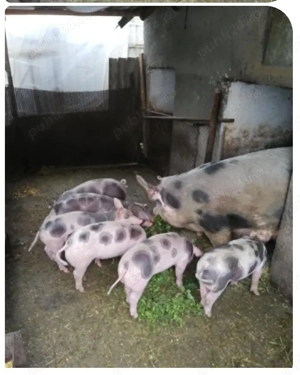 Purcei de vânzare rasa Pietran cu Landrace  - imagine 2 Purcei de vânzare rasa Pietran cu Landrace  - imagine 2