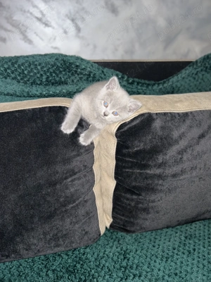 Vând pisici British  - imagine 3