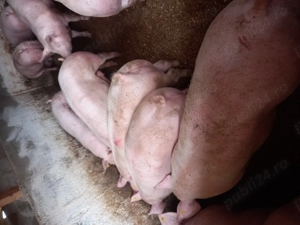 Vand porci pentru craciun  - imagine 3