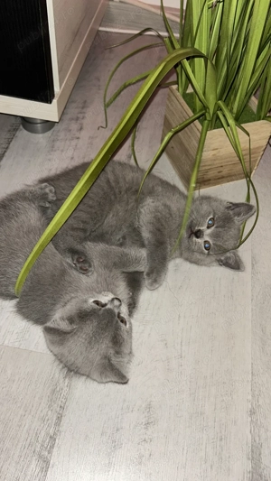 Vând pisici British  - imagine 4